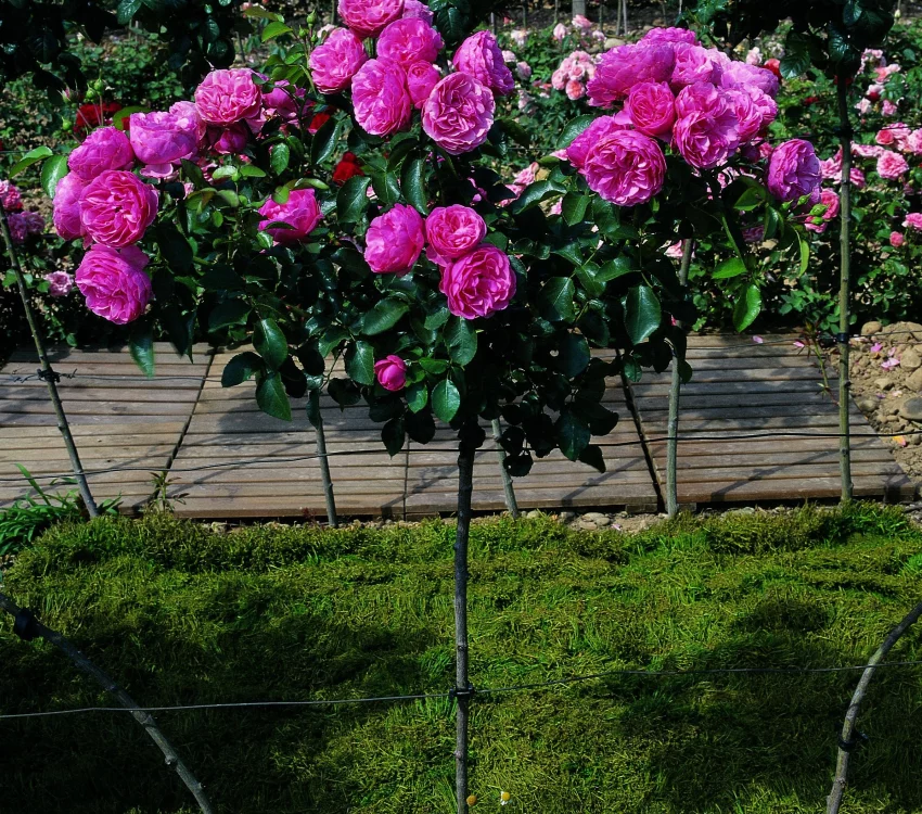 Rosier TIGE 100 cm LEONARD DE VINCI ® Meideauri - Rosiers tiges et pleureurs