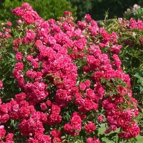 Rosier Pleureur 140 cm SUPER EXCELSA