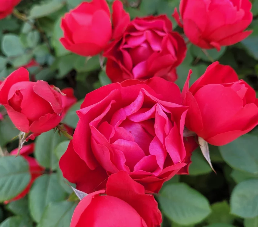 Rosier Cherry BONICA® Meipeporia