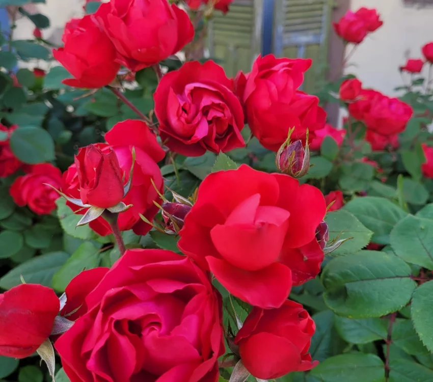 Rosier Cherry BONICA® Meipeporia - Rosiers arbustifs