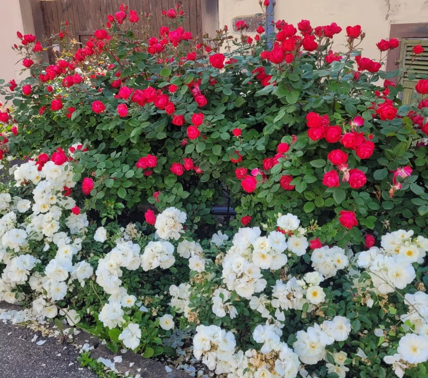 Rosier Cherry BONICA® Meipeporia - Rosiers arbustifs