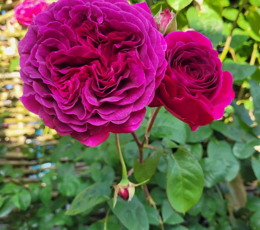 Rosier Purple Lodge® Ora2437