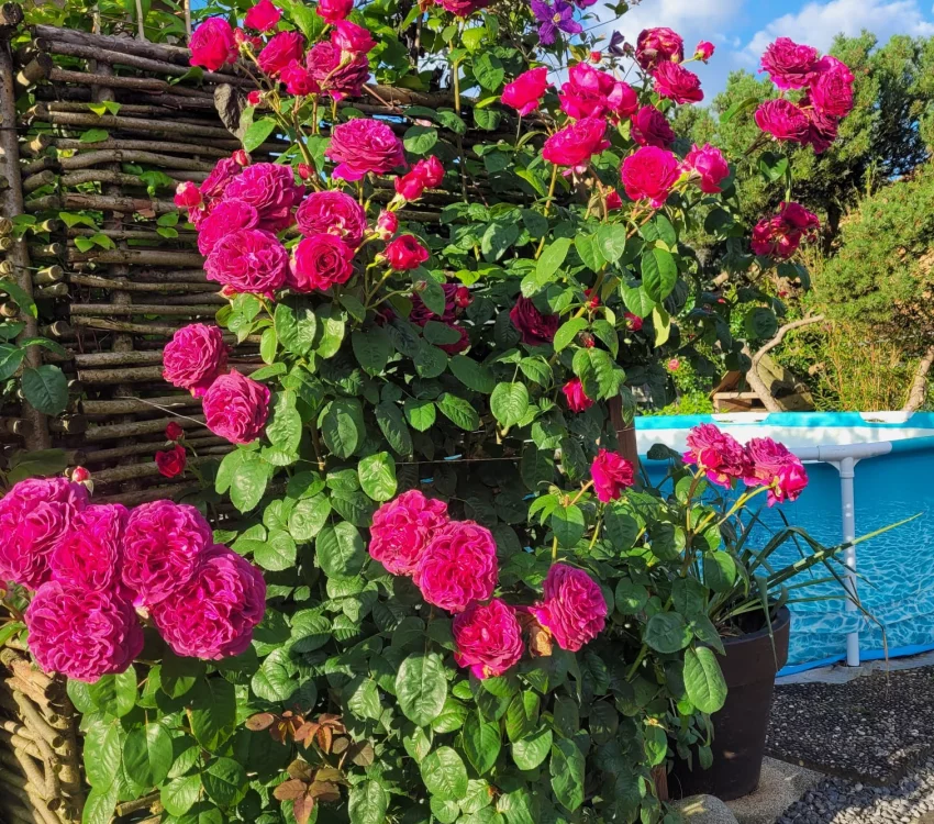 Rosier Purple Lodge® Ora2437 - Rosiers arbustifs