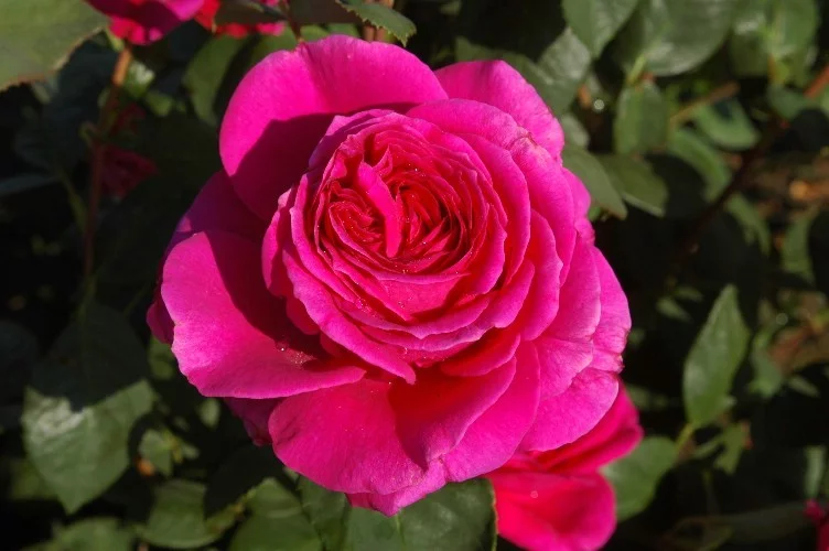 Rosier Stebigpu synonyme Nuit d'Orient - Rosiers à grandes fleurs