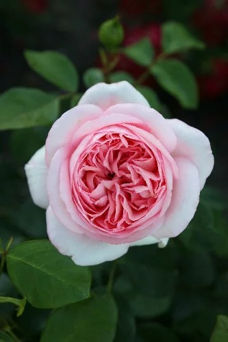 Rosier Bobino® Tan04608 - Rosiers à grandes fleurs