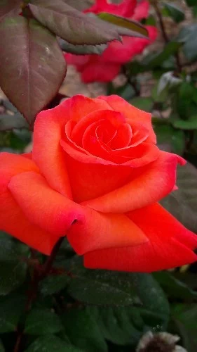 Rosier CHRISTOPHE COLOMB® Meironsse - Rosiers à grandes fleurs