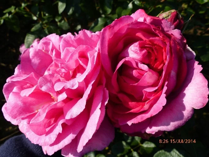Rosier Yves Piaget® Keitsupiatsu - Rosiers grimpants