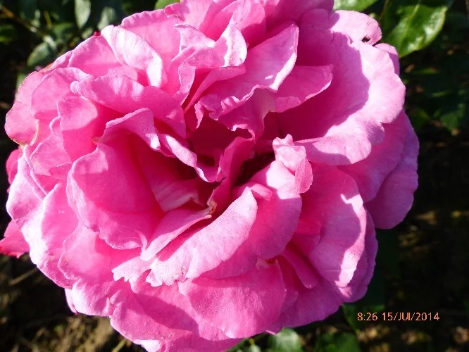 Rosier Yves Piaget® Keitsupiatsu - Rosiers grimpants