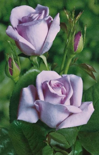 Rosier Tannacht synonyme SISSI