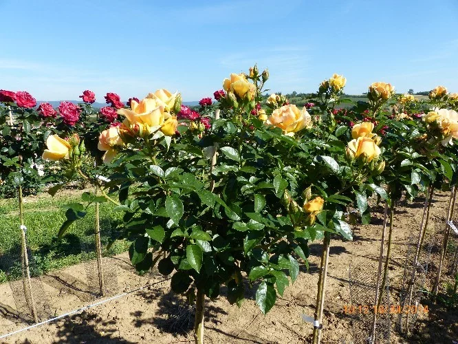 Rosier TIGE 100 cm MYTHIQUE ® Tan 04603 - Rosiers tiges et pleureurs