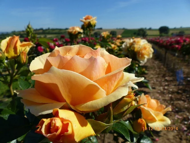 Rosier TIGE 100 cm MYTHIQUE ® Tan 04603 - Rosiers tiges et pleureurs