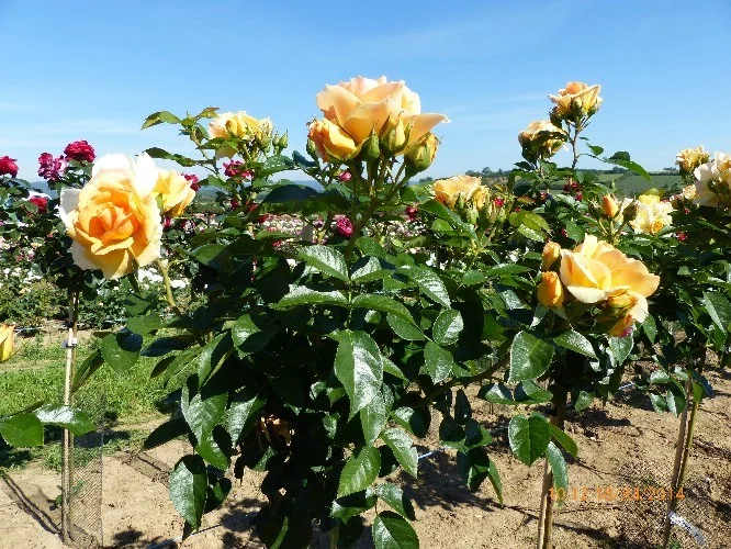Rosier TIGE 100 cm MYTHIQUE ® Tan 04603 - Rosiers tiges et pleureurs