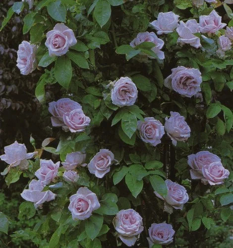 Rosier Peksisar synonyme Sissi CLG - Rosiers grimpants