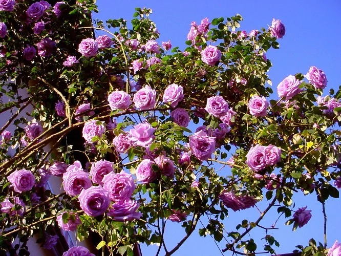 Rosier Peksisar synonyme Sissi CLG - Rosiers grimpants