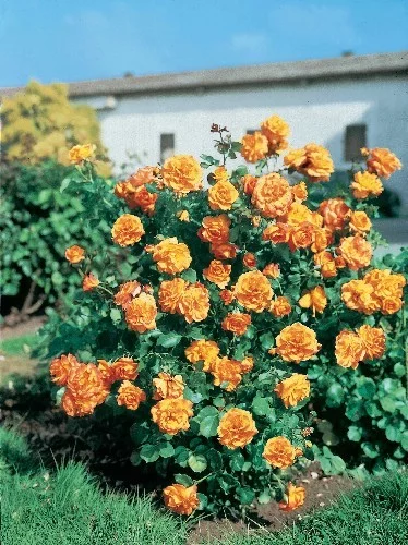 Rosier Pleureur 140 cm SAHARA ® Tanarasah