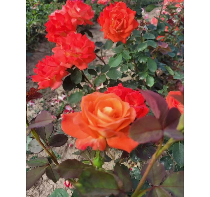 Rosier Ruico synonyme Fresco