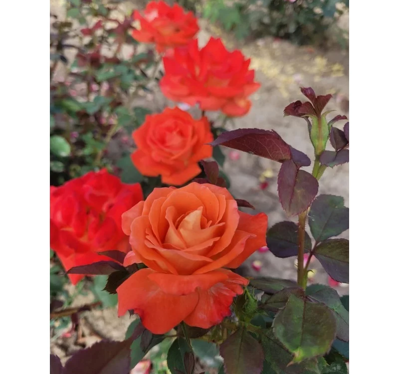 Rosier Ruico synonyme Fresco - Rosiers à massifs