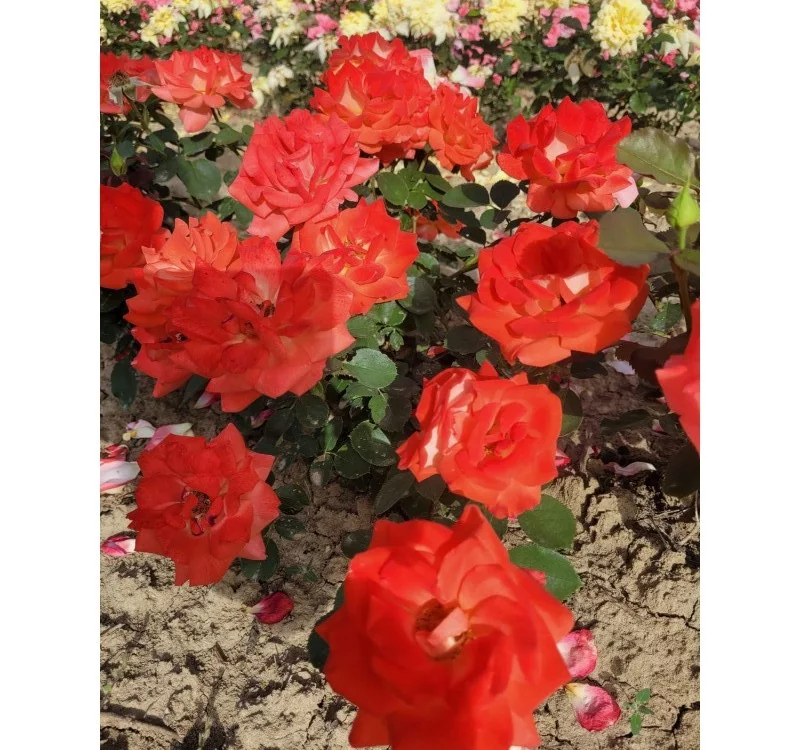 Rosier Ruico synonyme Fresco - Rosiers à massifs