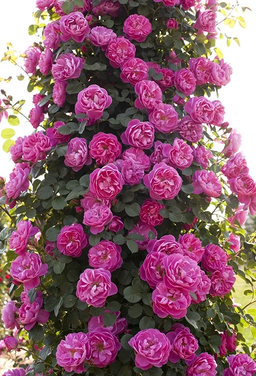 Rosier Allegro® Meileodevin - Rosiers grimpants