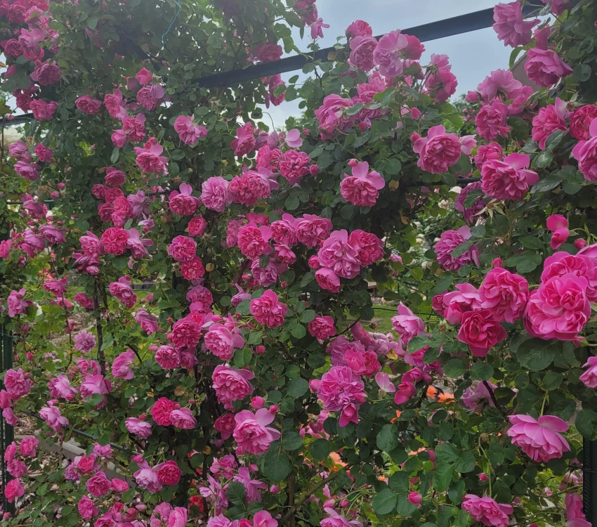 Rosier Allegro® Meileodevin - Rosiers grimpants