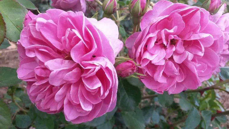Rosier Allegro® Meileodevin