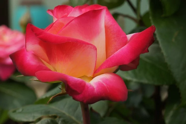 Rosier Django Reinhardt® Barolbcel - Rosiers à grandes fleurs