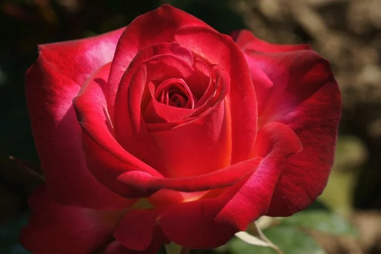 Rosier Django Reinhardt® Barolbcel - Rosiers à grandes fleurs