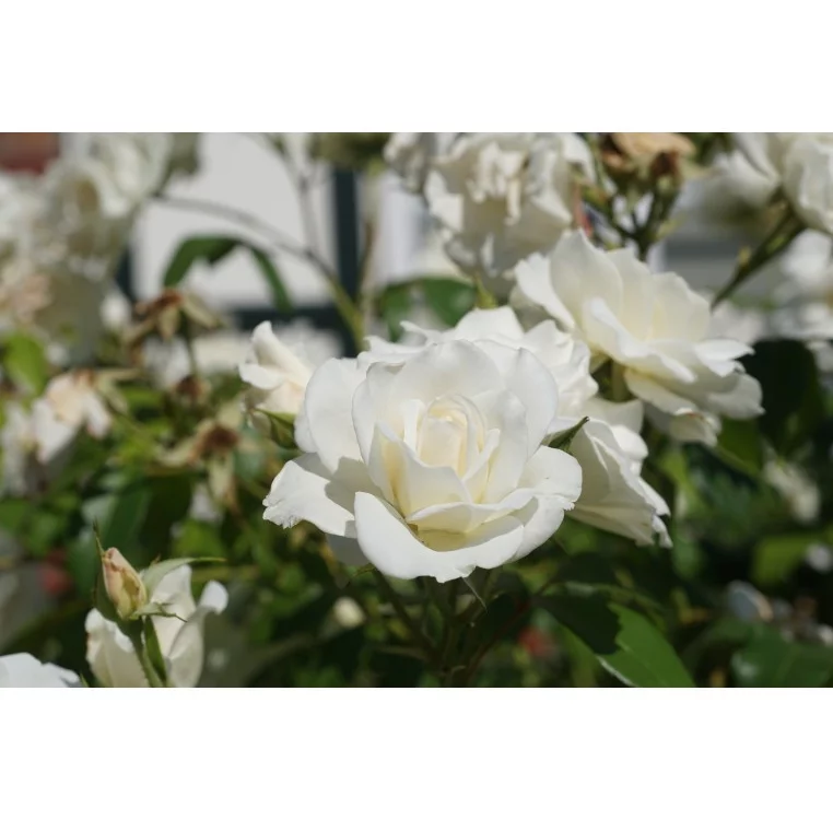 Rosier Iceberg (FEE DES NEIGES) - Rosiers à massifs