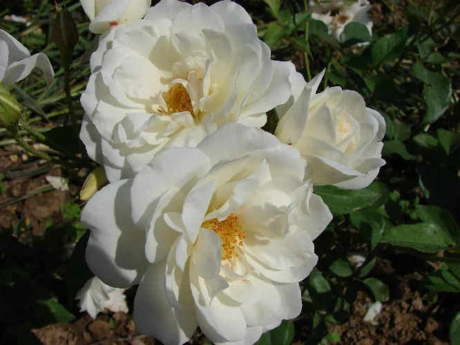 Rosier Iceberg (FEE DES NEIGES)
