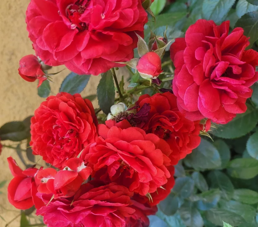 Rosier Scarlet Bonica® Meiscarlebo - Rosiers paysagers