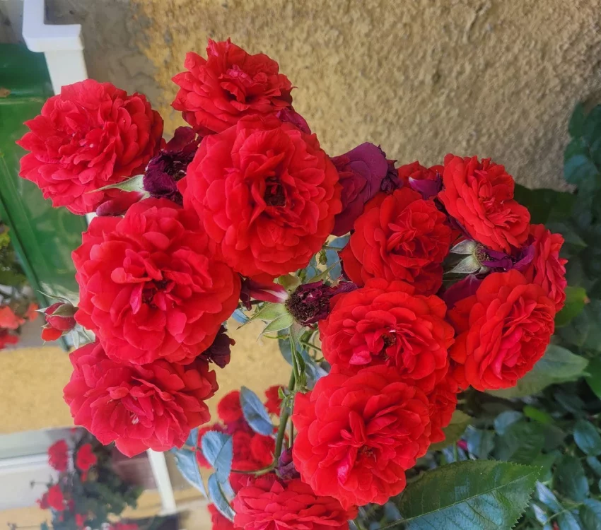 Rosier Scarlet Bonica® Meiscarlebo - Rosiers paysagers