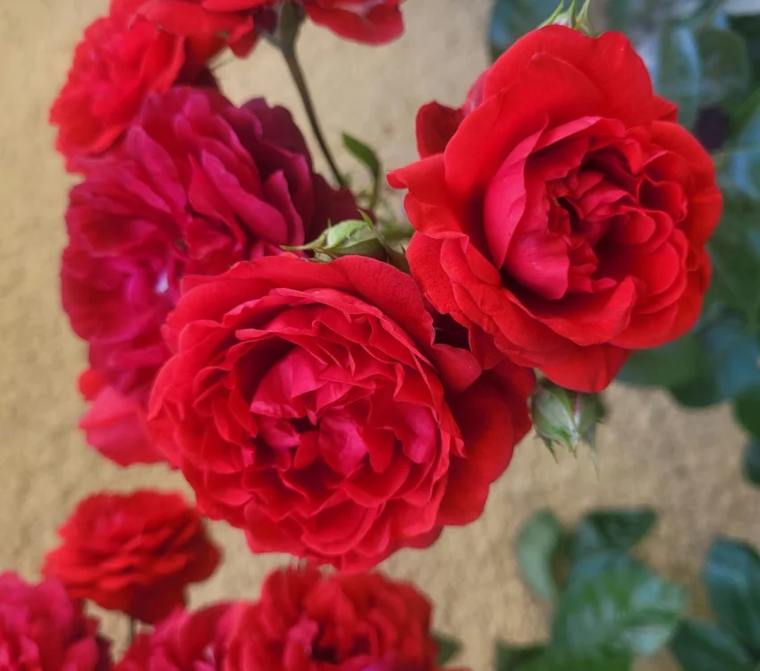 Rosier Scarlet Bonica® Meiscarlebo - Rosiers paysagers