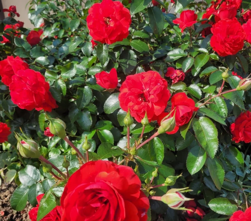 Rosier Scarlet Bonica® Meiscarlebo