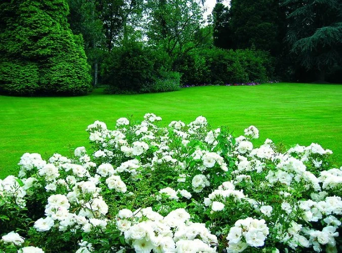 Rosier OPALIA ® Noaschnee