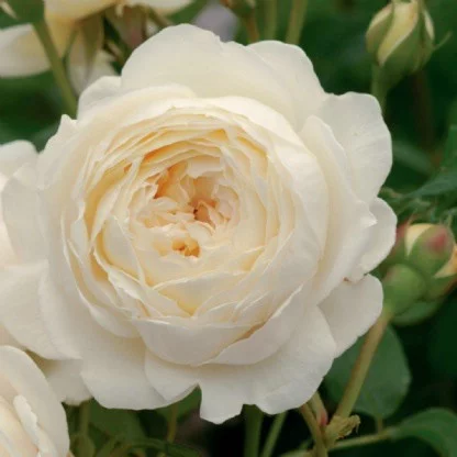 Rosier TIGE 100 cm CLAIRE AUSTIN ® Ausprior - Rosiers tiges et pleureurs