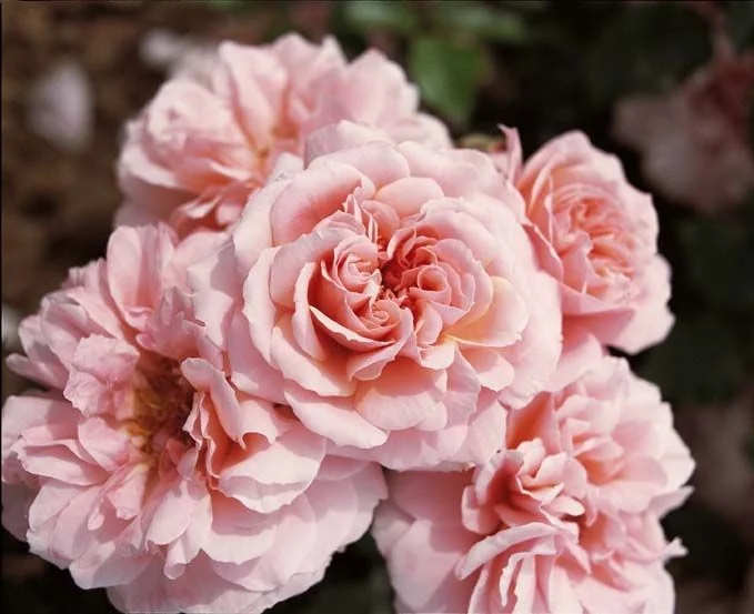 Rosier Botticelli® Meisylpho
