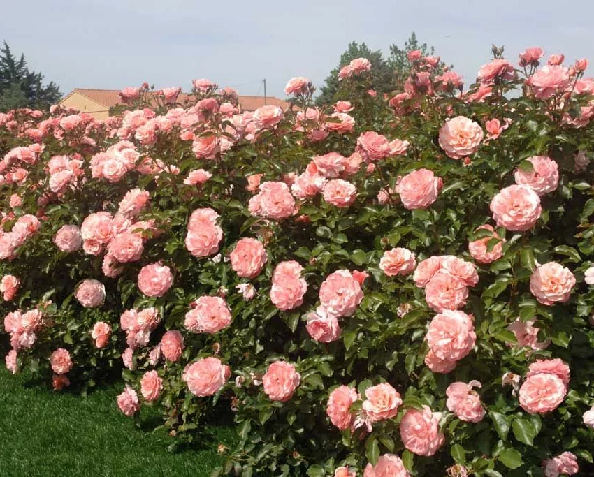Rosier Botticelli® Meisylpho - Rosiers à massifs