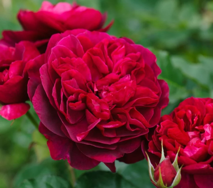 Rosier TIGE 100 cm DARCEY BUSSELL ® Ausdecorum - Rosiers tiges et pleureurs