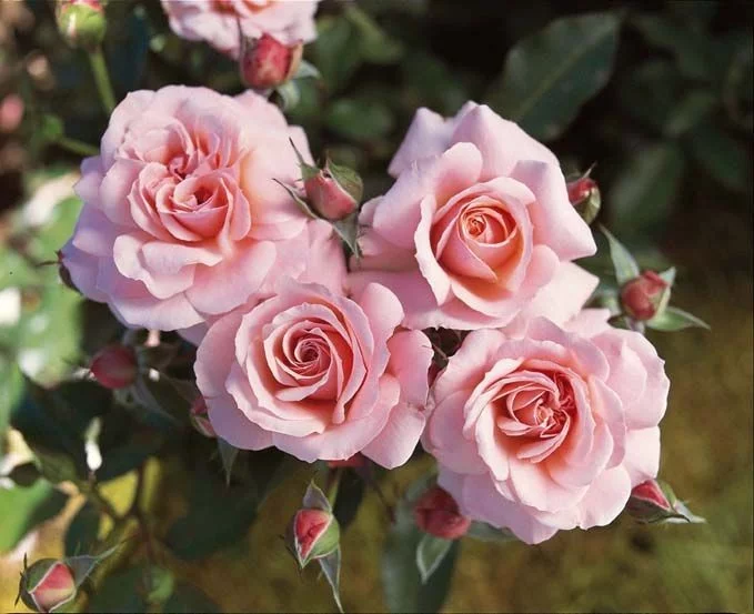 Rosier TIGE 100 cm BOTTICELLI ® Meisylpho - Rosiers tiges et pleureurs