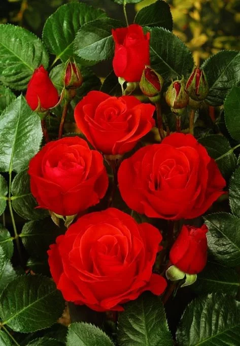 Rosier Chorus® Meijulita