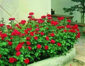 Rosier Chorus® Meijulita - Rosiers à massifs