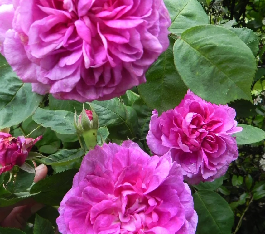 Rosier ANCIEN Rose De Rescht