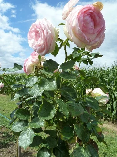 TIGE 100 cm PIERRE DE RONSARD ® Meiviolin - Rosiers tiges et pleureurs