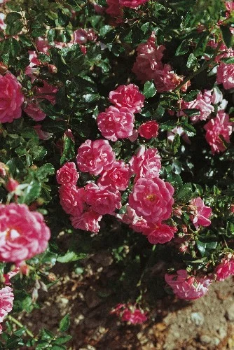 Rosier Korsilan synonyme Beauce