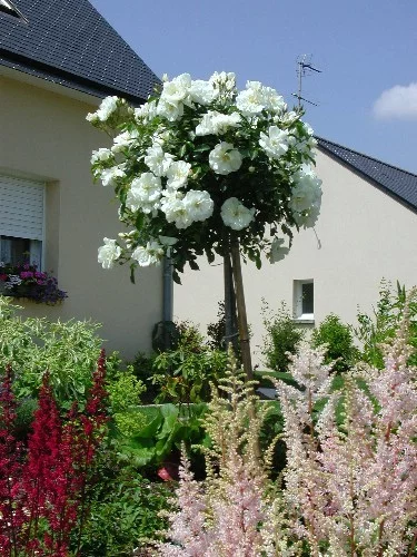 Rosier TIGE 100 cm OPALIA ® Noaschnee - Rosiers tiges et pleureurs