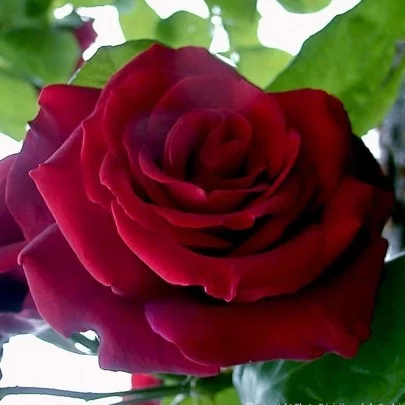 Rosier Edith Piaf® Meiramboysar