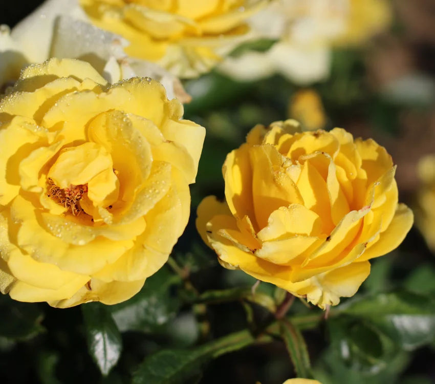 Rosier Rayon De Soleil® Meianycid - Rosiers à massifs