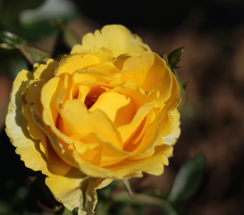 Rosier Rayon De Soleil® Meianycid - Rosiers à massifs