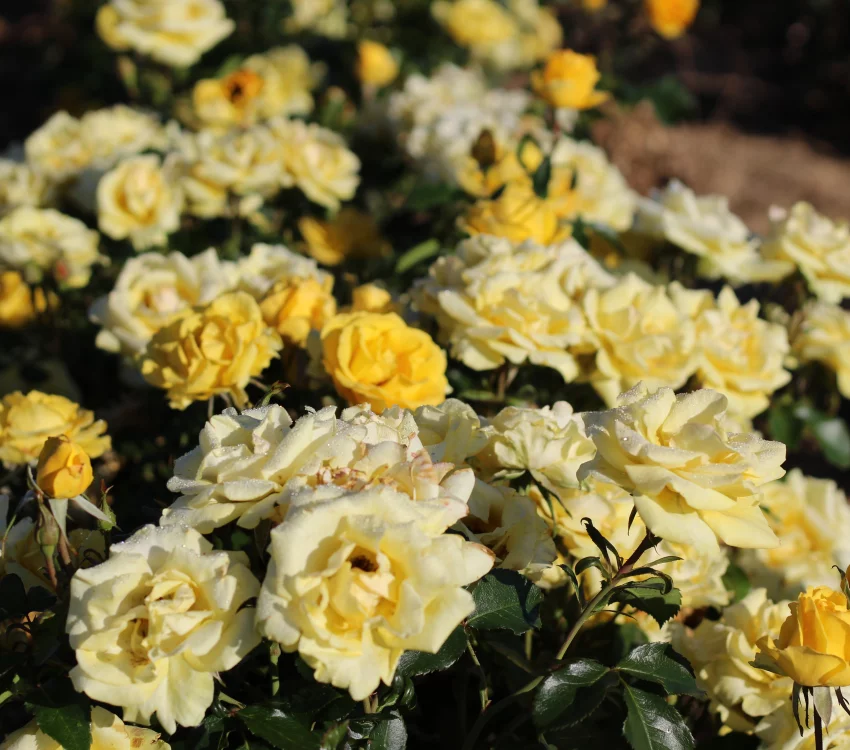 Rosier Rayon De Soleil® Meianycid - Rosiers à massifs