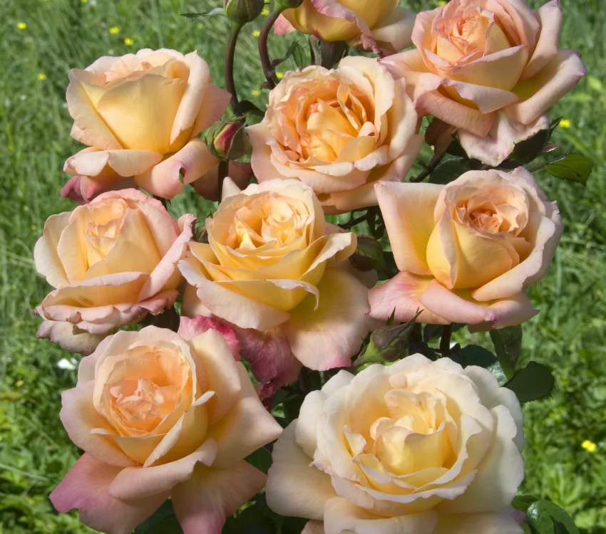 Rosier Acapulco® Reulife